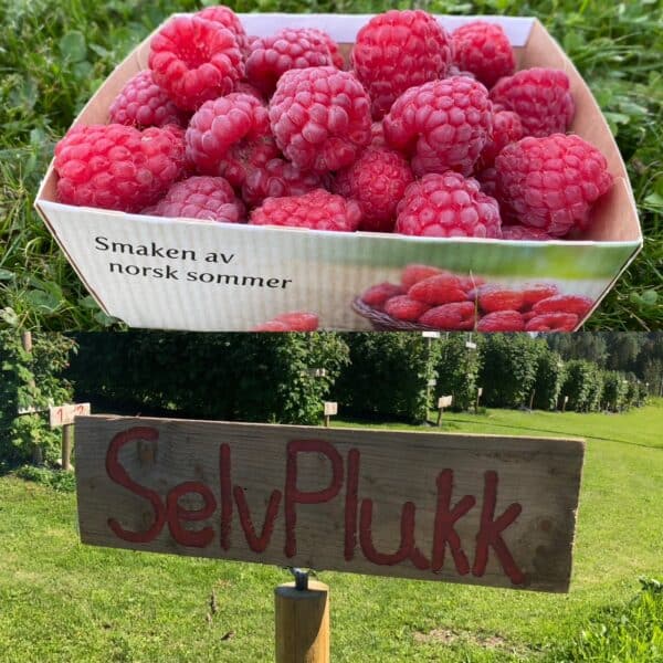 Bringebaer Selvplukk