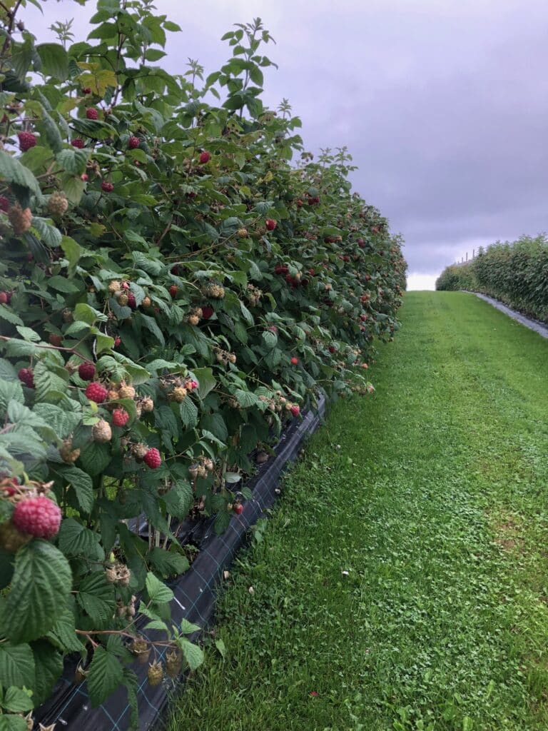 Bringebær - Søndre Røine Gård